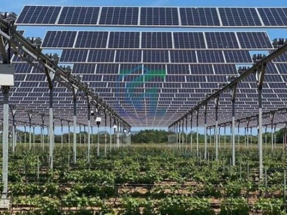 agrivoltaic panels and crops