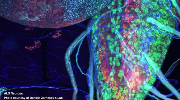 Neuroscience GIDP