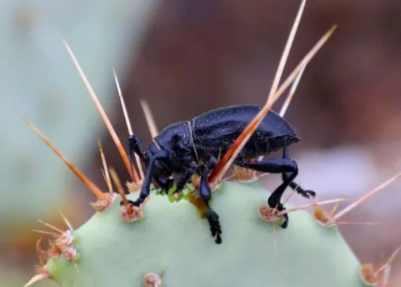 Entomology & Insect Science GIDP